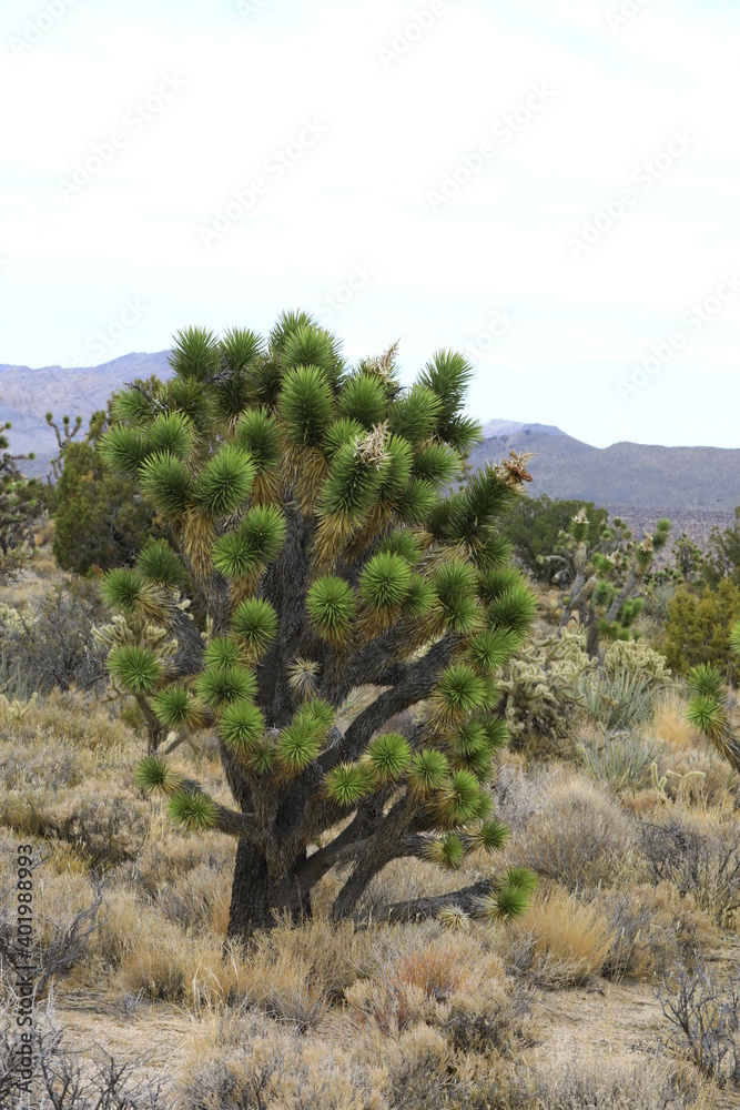 Fototapeta premium Joshua Trees (Yucca brevifolia)
