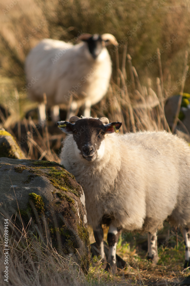 Fototapeta premium sheep watching