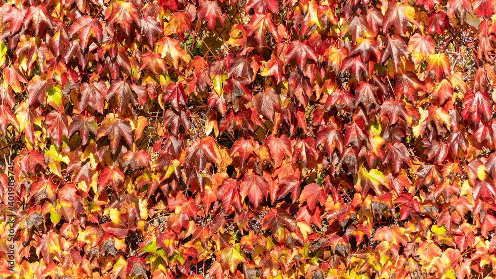 Wall covered with red vines with bright red and yellow foliage, in autumn
Wall covered with red vines with bright red and yellow foliage, in autumn