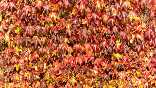  Wall covered with red vines with bright red and yellow foliage, in autumn