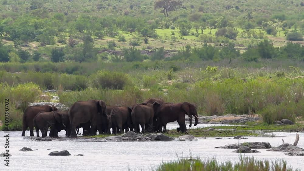 African bush elephant herd crossing the river in Kruger National park, South Africa ; Specie Loxodonta africana family of Elephantidae African bush elephant herd crossing the river in Kruger National park, South Africa ; Specie Loxodonta africana family of Elephantidae