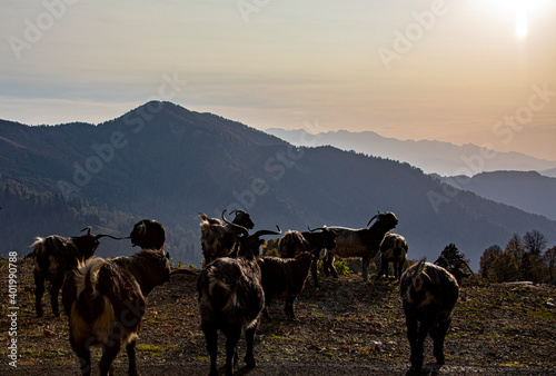 An image showing the beauty of nature taken while mountain goats touring as a group © photograzon