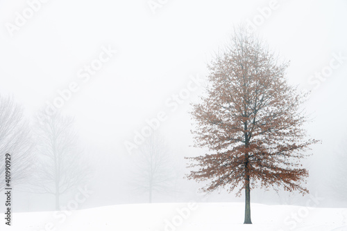 Wallpaper Mural Winter landscape of trees in fog, Michigan, USA Torontodigital.ca