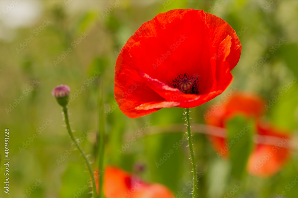 Obraz premium Klatschmohn (Papaver rhoeas)