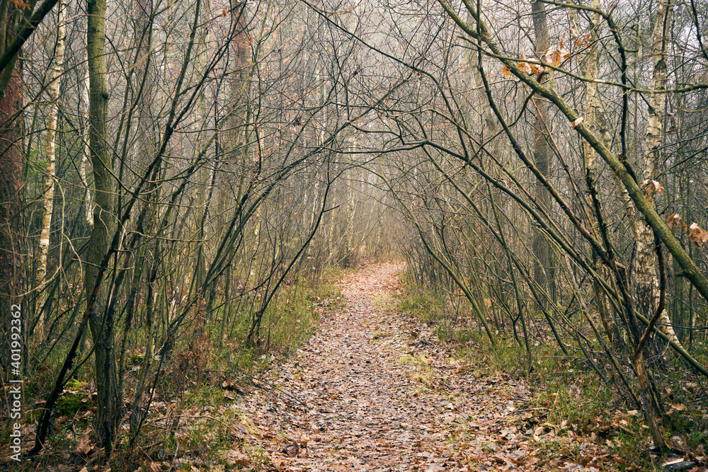 Obraz premium leśna jesienna droga