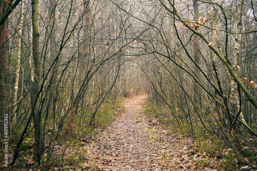 Fototapeta Naklejka Na Ścianę i Meble -  leśna jesienna droga