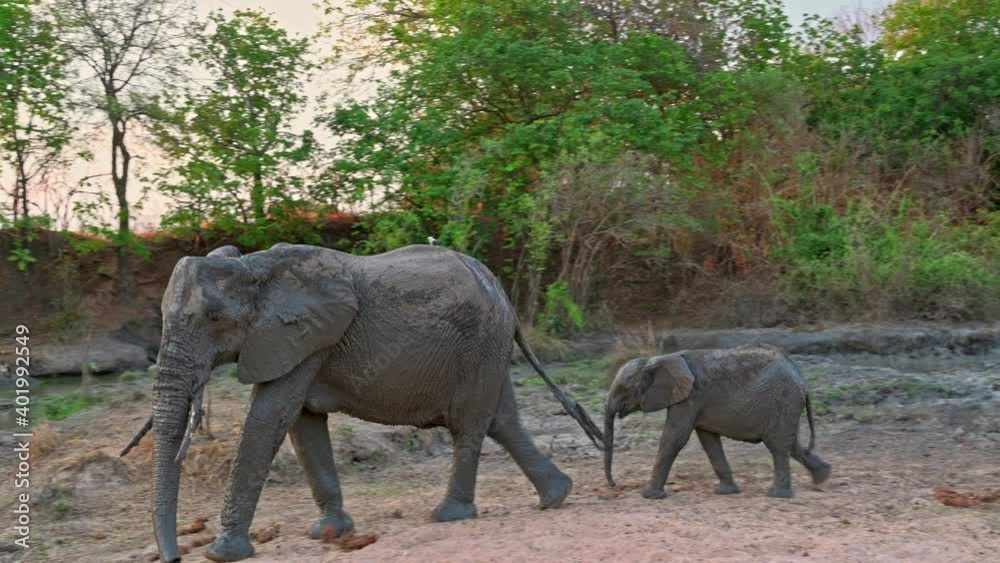 African elephant (Loxodonta africana) mother and calf after a mud bath, South Luangwa National Park, Mfuwe, Zambia, Africa