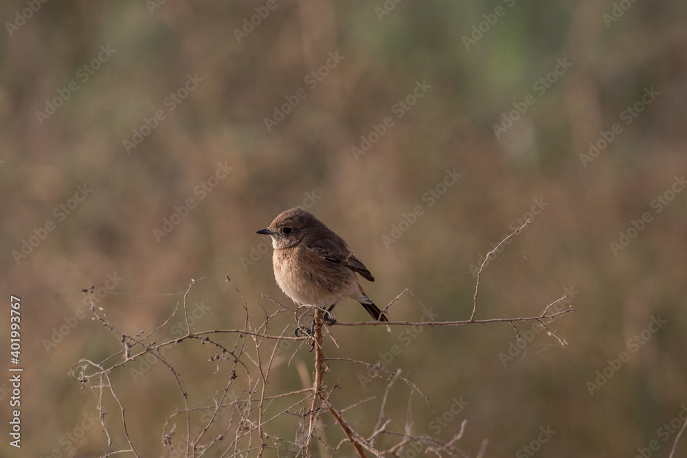 Fototapeta premium Pied bush chat female