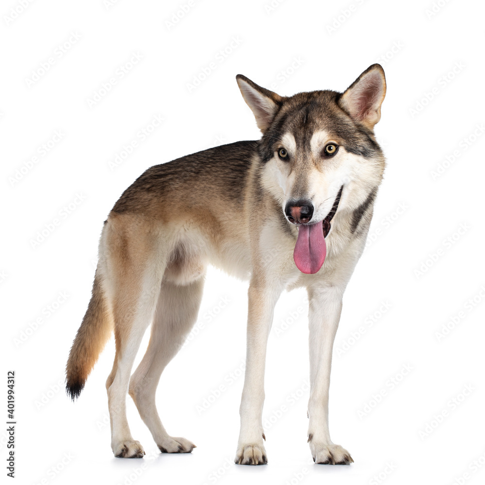 Handsome purebred Tamaskan wolf dog, standing side ways. Looking beside camera with light yellow eyes. Isolated on white background. Mouth open, tongue out and head low.
