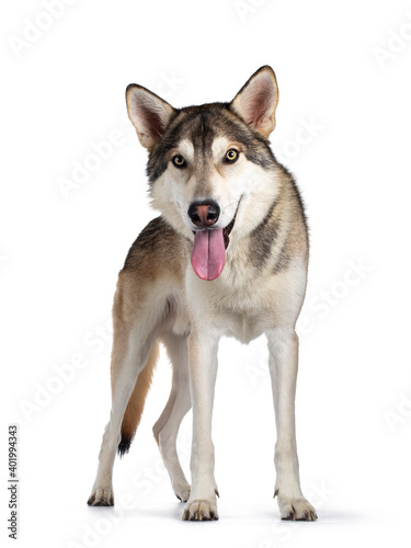 Handsome purebred Tamaskan wolf dog, standing facing front. Looking straight at camera with light yellow eyes. Isolated on white background. Mouth open, tongue out.