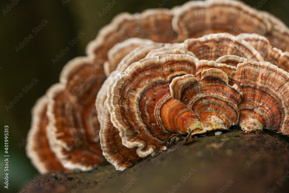 Layers of fungus clinging to the outside of a tree Layers of fungus clinging to the outside of a tree