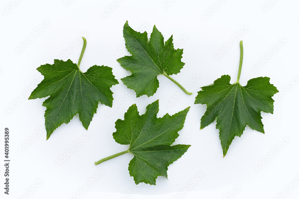 Winter melon leaves on white background. Winter melon leaves on white background.