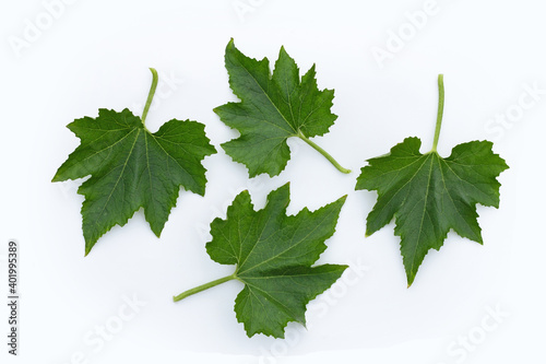 Wallpaper Mural Winter melon leaves on white background. Torontodigital.ca