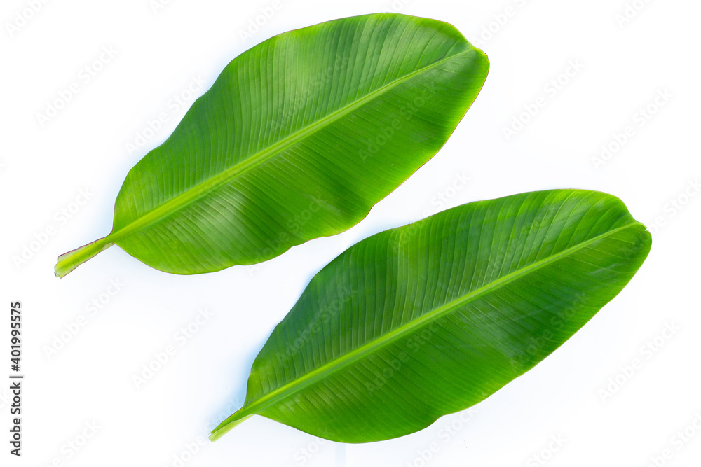 Obraz premium Banana leaves on white background.