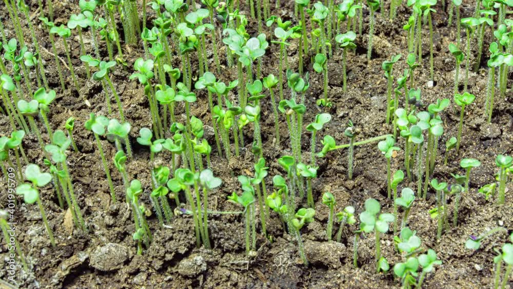 Mustard sprouting time lapse, 4k video Mustard sprouting time lapse, 4k video