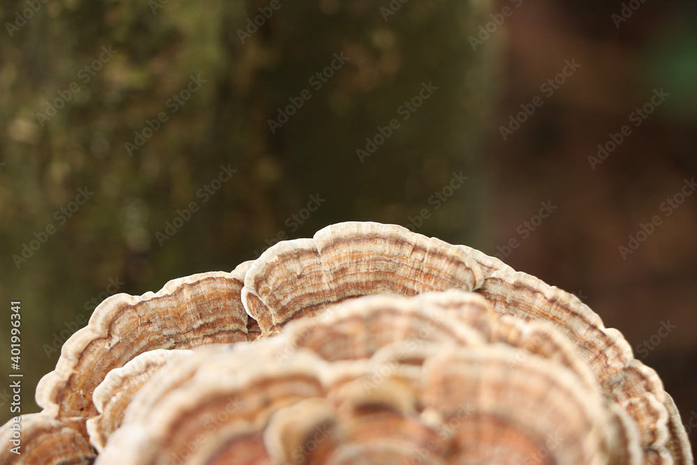 Layers of fungus clinging to the outside of a tree Layers of fungus clinging to the outside of a tree
