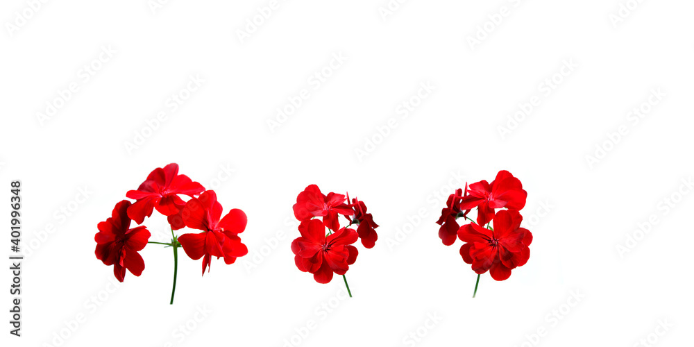 Red geranium flowers on white background, set of bright red flowers Red geranium flowers on white background, set of bright red flowers