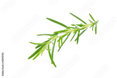 Close-up of a fresh rosemary twig isolated on a white background 
