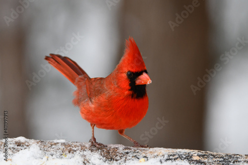Male Northern Cardinal © Carol Hamilton
