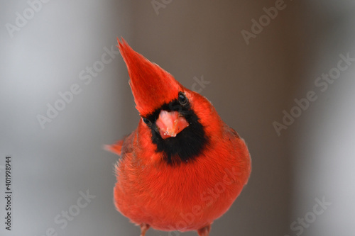 Male Northern Cardinal photo