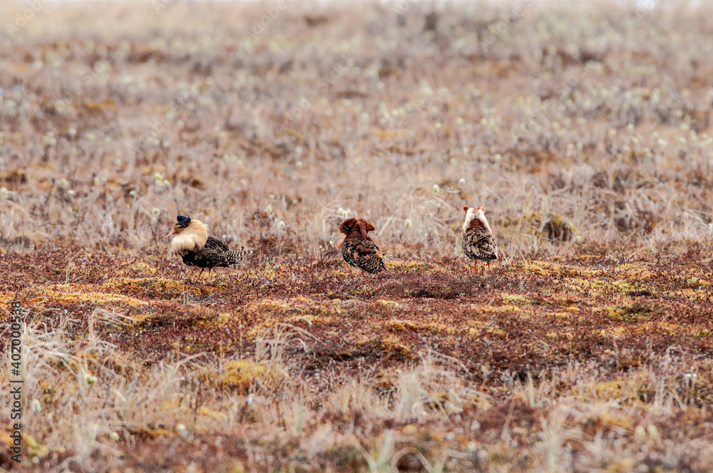 Ruff (Philomachus pugnax) in Barents Sea coastal area, Russia