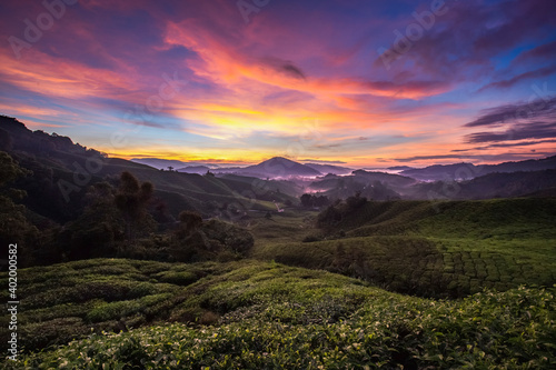 Cameron Highlands tea plantations Sunrise in Malaysia 