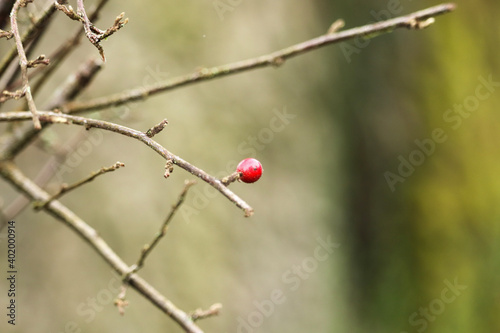 Winter berries on the bare branches