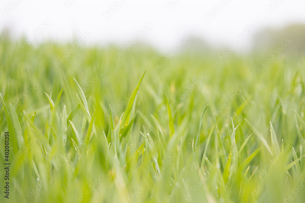 Fototapeta premium Growing wheat cereal plants on the field in spring