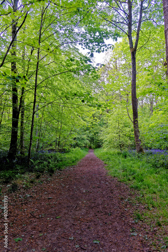 Pathway in West Woods - Marlborough