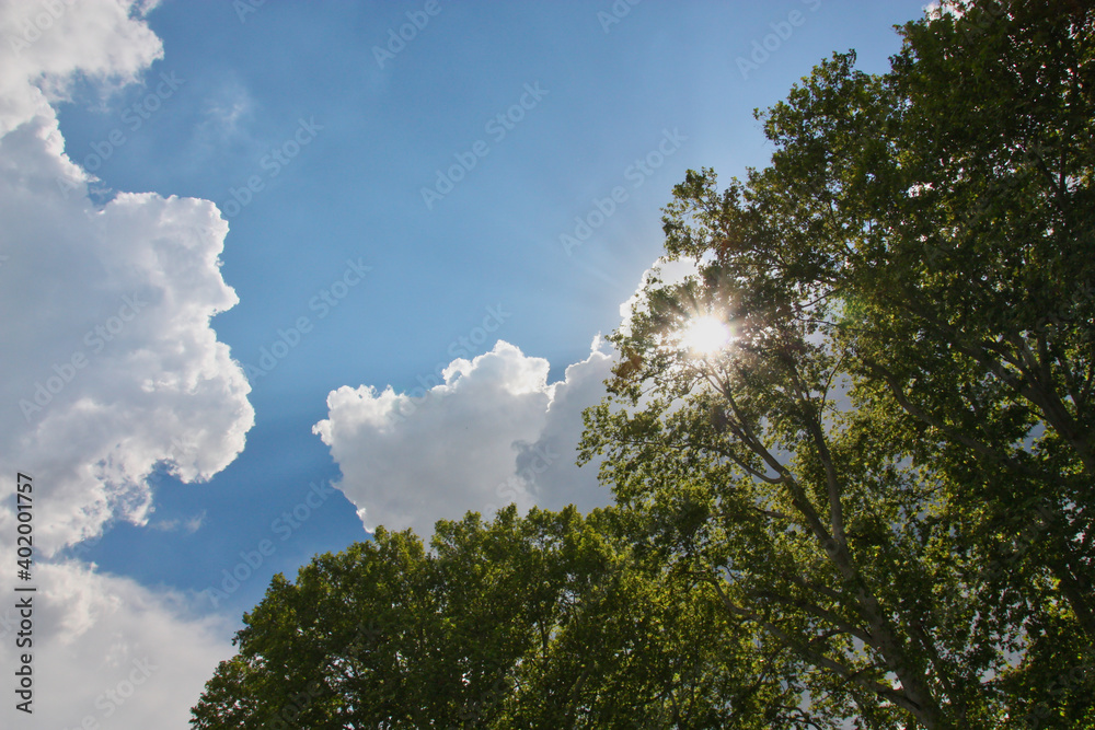 Fototapeta premium The sun shining through a tree with white clouds