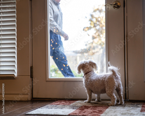Havanese Puppy Dog looking out the window is excited to see his human pet owner walking outside