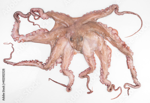 fresh octopus isolated on a white background