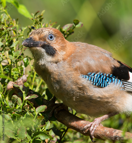 Сойка, европейская сойка, Jay, eurasian jay, сойка в лесу, врановые, птица, 松鴉(橿鳥), Vlaamse Gaai, Granskjur, Kestane Kargası, ヤマガラス, カシド, Geai des chênes, Ghiandaia eurasiatica, Arrendajo Común photo