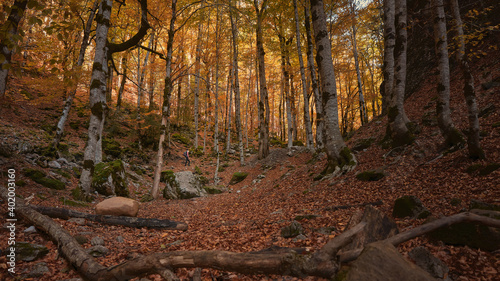 Woman walking through the forest in autumn with the ground covered with dry leaves. Ordesa y Monte Perdido Natural Park in the Pyrenees