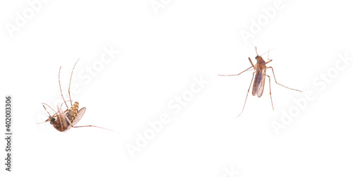 Dead mosquito isolated on white background