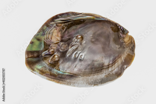 Large polished pearl oyster shell half isolated on white background