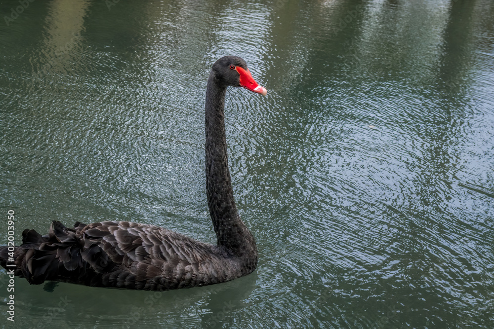 Fototapeta premium Black Swan (Cygnus atratus) in park, Abkhazia