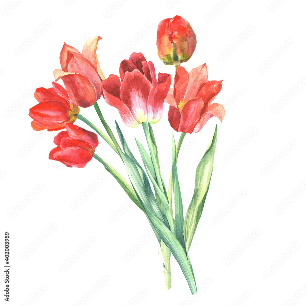 bouquet of red tulips bouquet of red tulips