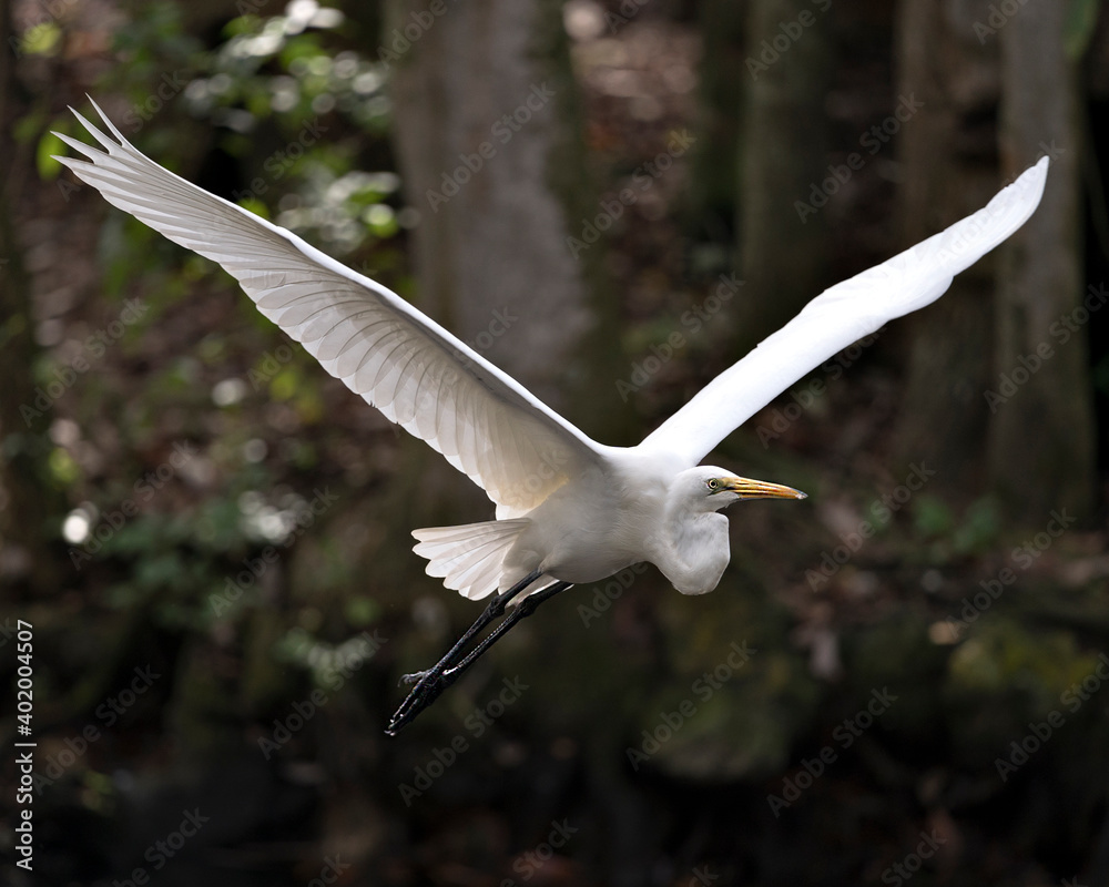 Great White Egret stock photos. Great White Egret Portrait. Image. Picture. Bird flying. Spread wings. Stretching wings. Angelic wings. Great White Egret bird close-up profile view background Great White Egret stock photos. Great White Egret Portrait. Image. Picture. Bird flying. Spread wings. Stretching wings. Angelic wings. Great White Egret bird close-up profile view background