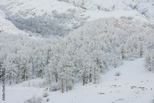 Snowy forest, Picos de Europa, Sotres, Asturias, Spain.