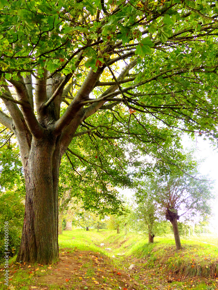 Obraz premium Peaceful scenery nature 01