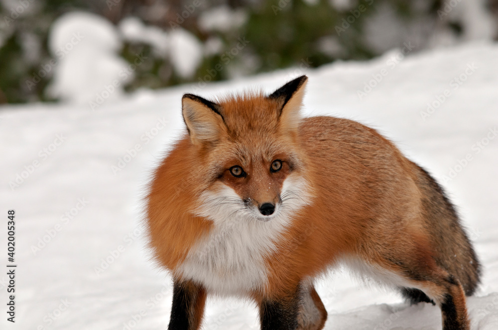 Red Fox stock photos. Red fox looking at camera in the winter season in its environment and habitat with tree background displaying bushy fox tail, fur. Fox Image. Picture. Portrait Red Fox stock photos. Red fox looking at camera in the winter season in its environment and habitat with tree background displaying bushy fox tail, fur. Fox Image. Picture. Portrait