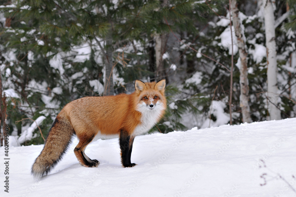 Obraz premium Red Fox stock photos. Fox close-up profile view in the winter season in its environment and habitat with forest blur background displaying bushy fox tail, fur. Fox Image. Picture. Looking at camera.