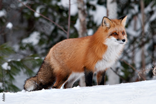 Red Fox stock photos. Close-up profile view in the winter season in its environment and habitat with blur tree background displaying bushy fox tail, fur.Fox Image. Picture. Portrait ©  Aline