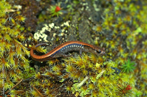 Juveniles of the Scot Barr salamander ( Plethodon asupak ) can be very colorfull and carry a red dorsal stripe