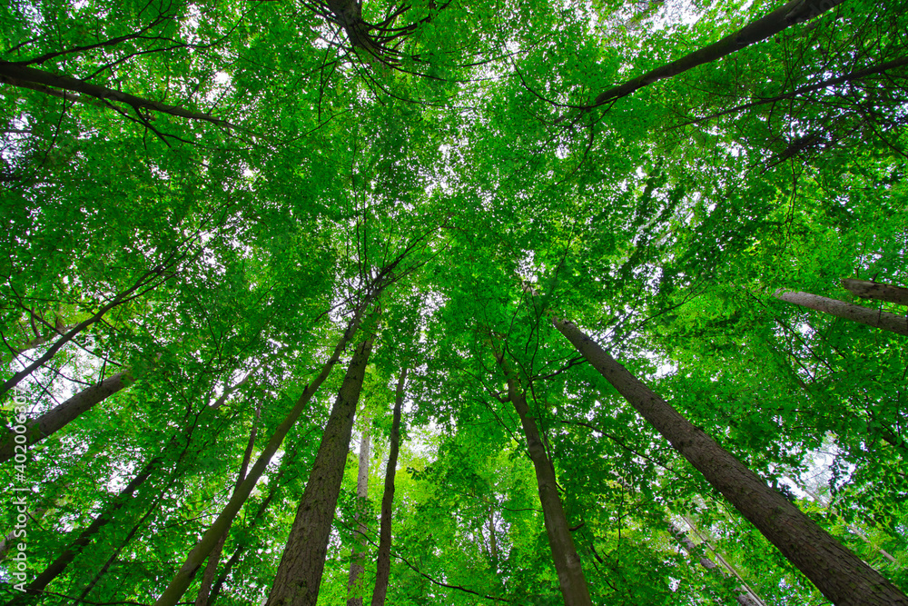 Green forest. Tree with green Leaves and sun light. Bottom view background Green forest. Tree with green Leaves and sun light. Bottom view background