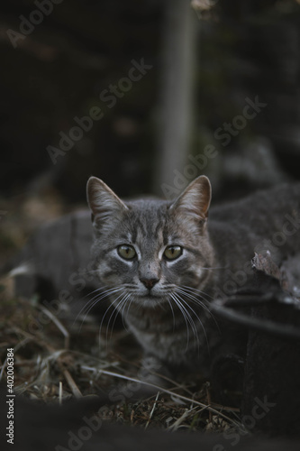 portrait of a cat © Paitoon