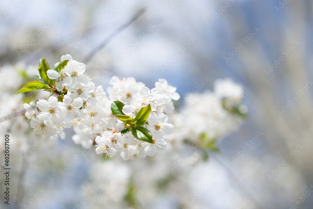 Branch of blossom sakura tree with white and flowers, beauty in nature, beautiful spring nature background Branch of blossom sakura tree with white and flowers, beauty in nature, beautiful spring nature background