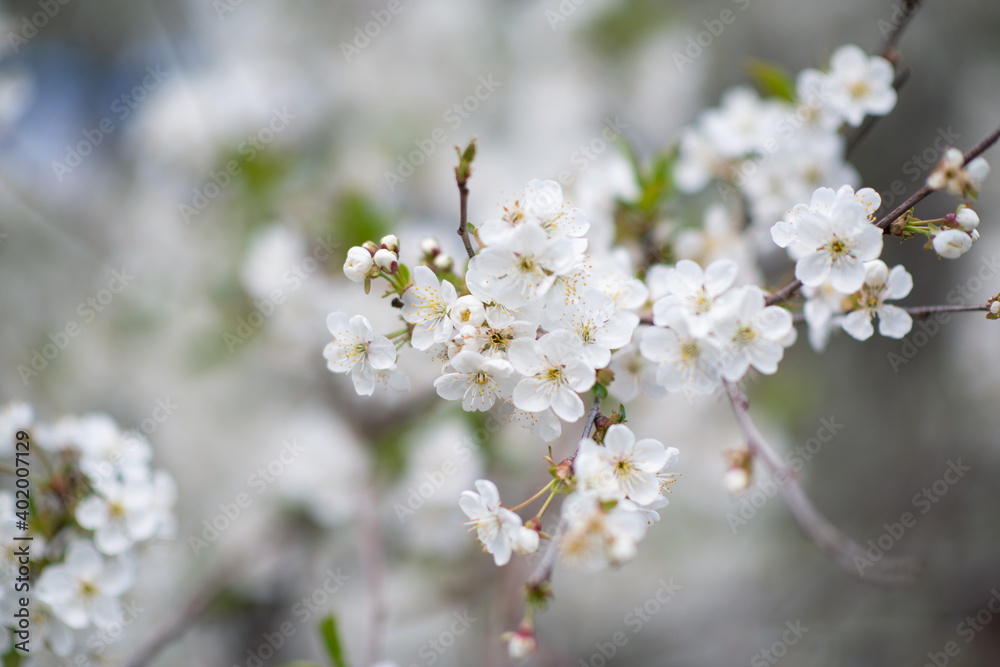 Branch of blossom sakura tree with white and flowers, beauty in nature, beautiful spring nature background Branch of blossom sakura tree with white and flowers, beauty in nature, beautiful spring nature background