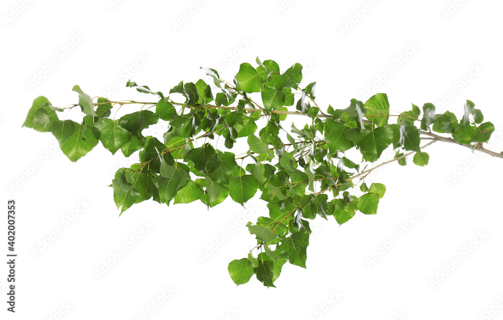 Beautiful tree branch with green leaves on white background Beautiful tree branch with green leaves on white background